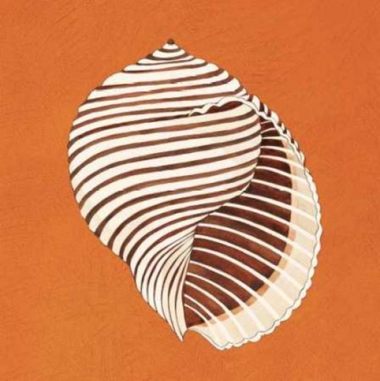 Cayman Quartet A Poster Print by Judy Shelby - Item # VARPDXCC2673A